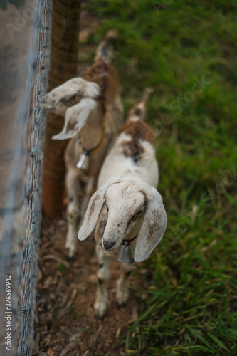 Fototapeta Naklejka Na Ścianę i Meble -  white sheep in the farm