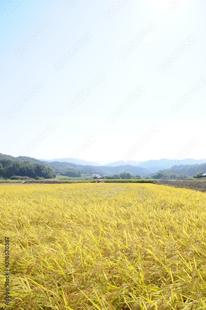 コンバインによる稲刈り風景