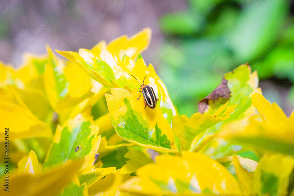 Fototapeta premium Plant leaf with a bug