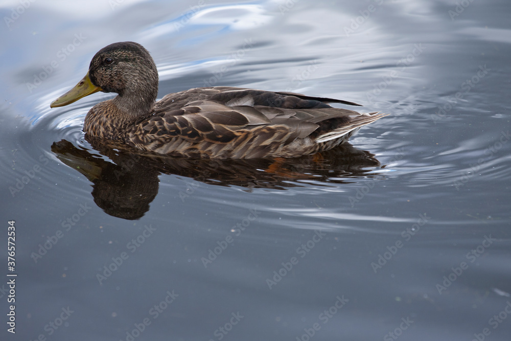 Common pochard(female). These birds feed mainly by diving or dabbling