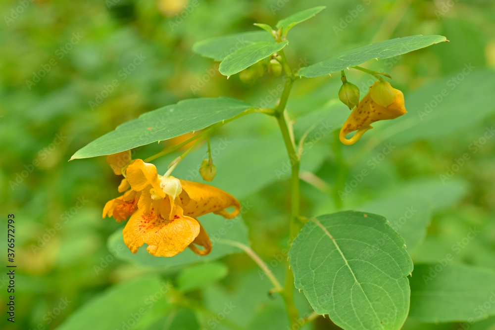 Jewelweed blooming at the edge of the woods Jewelweed blooming at the edge of the woods