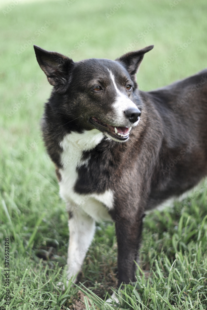 Black and White Border Collie Mutt Dog in Field with Big Ears