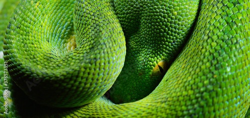 A body of the green tree python Morelia viridis close-up. Portrait art. Snake skin, natural texture, abstract, graphic resources. Environmental conservation, wildlife, zoology, herpetology