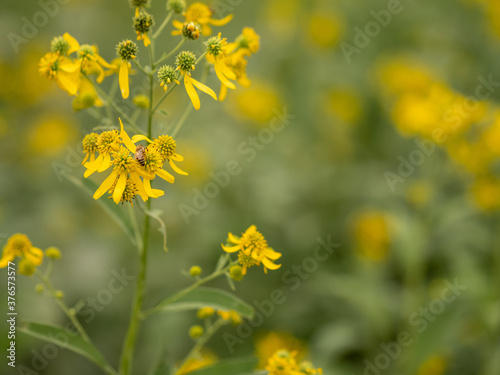 Bees on Flowers in the Prairie