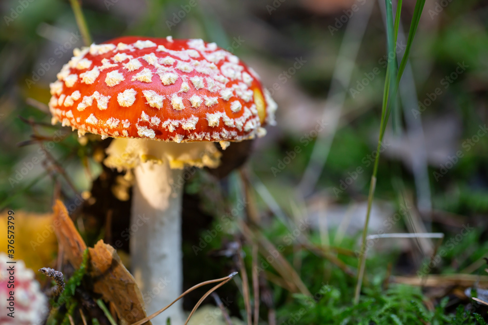 Toadstool Toadstool