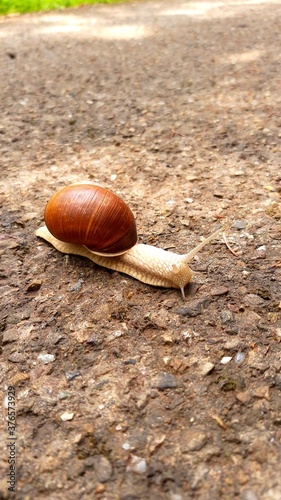 A photo of a snail on the ground in the countryside