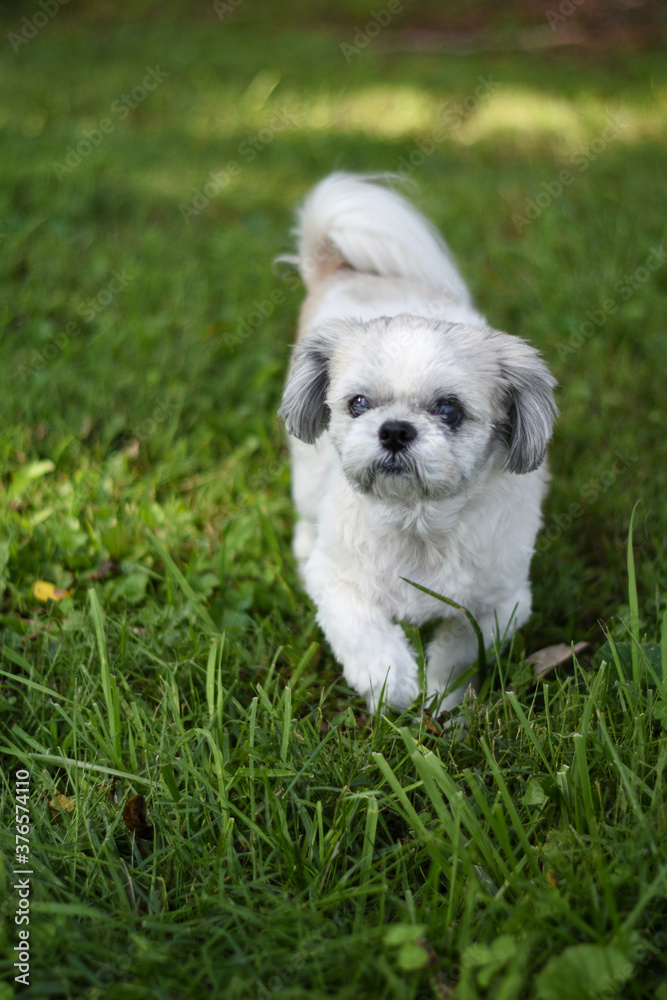 Fluffy White Purebred Shih Tzu Outside Walking in Grass Fluffy White Purebred Shih Tzu Outside Walking in Grass
