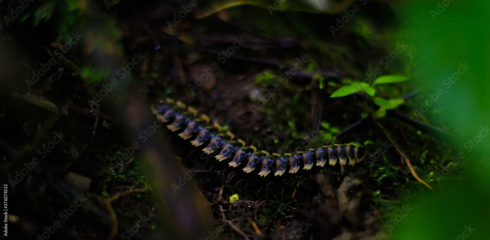 Obraz premium Centipede