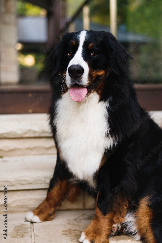 bernese mountain dog at home