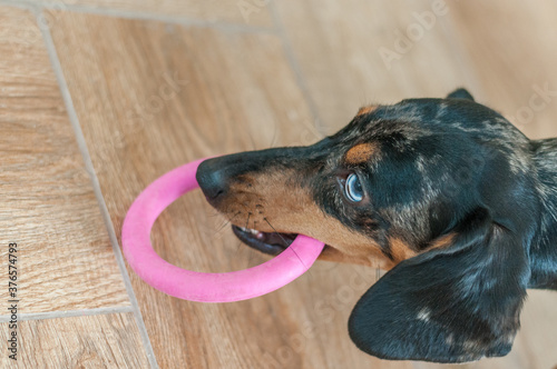 Marble dog push with multicolored eyes photo