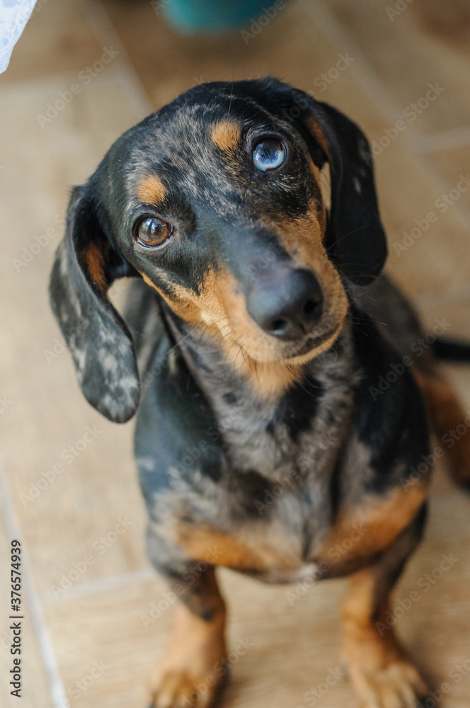 Marble dog push with multicolored eyes