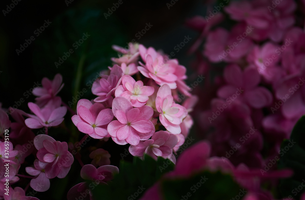 Bunch of the pink flower