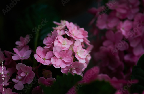 Bunch of the pink flower