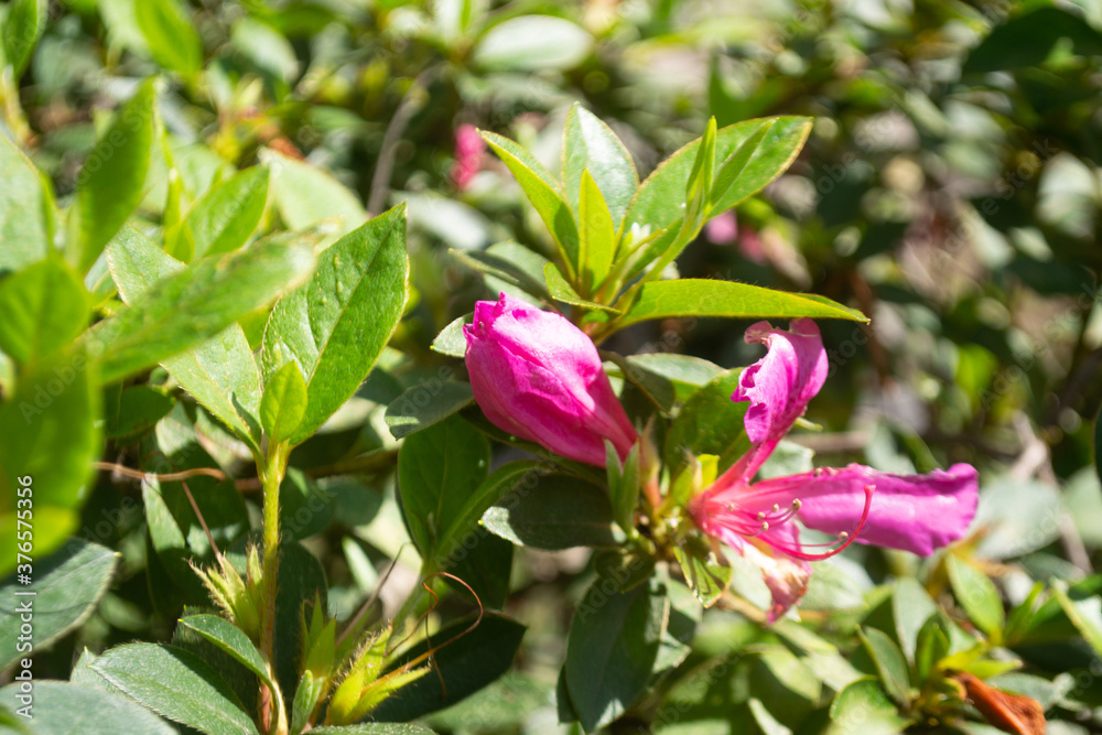 Buds of pink azaleas on a sunny day