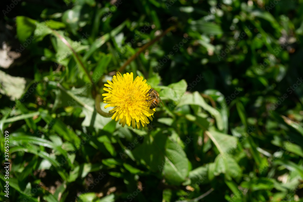 Bee picking nectar on yellow dandelion flower Bee picking nectar on yellow dandelion flower