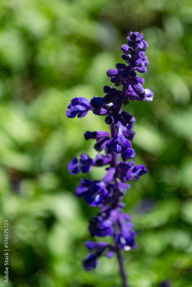 Bunch of purple Salvia x Sylvestris flowers with blurred background Bunch of purple Salvia x Sylvestris flowers with blurred background