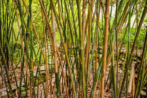 Bamboo patch