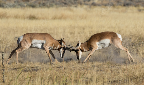 Fototapeta Naklejka Na Ścianę i Meble -  pronghorn bucks battling antelope bucks fighting