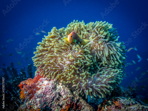 Anemonfish live under the protection of anemones at the bottom of the Indian ocean