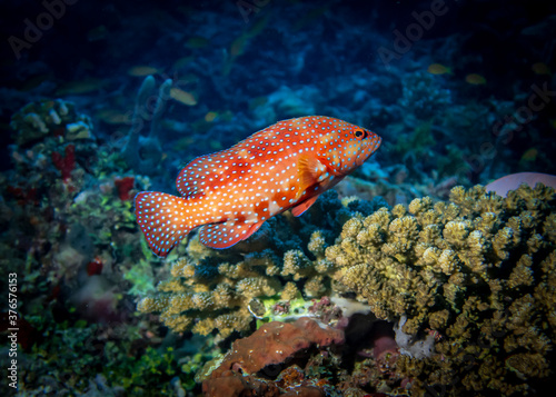 Coral Grouper fish at the bottom of the Indian ocean