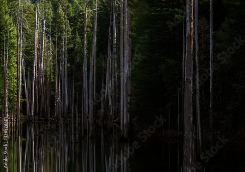 the graveyard of drowned trees