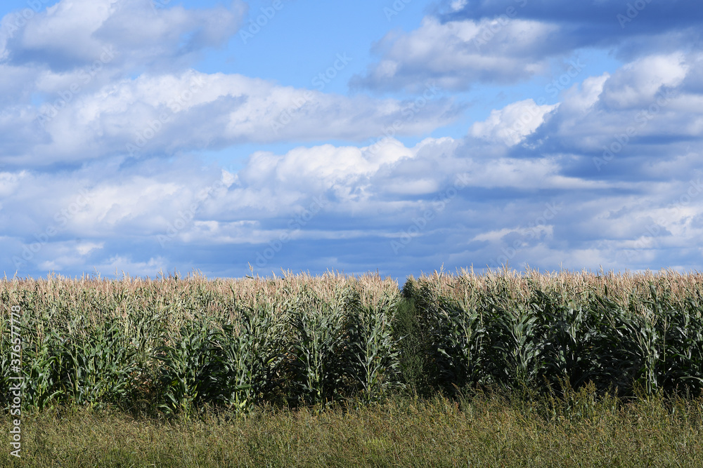 Fototapeta premium Corn field under a blue sky and some clouds