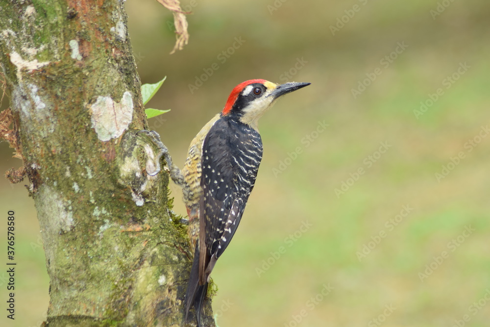 Fototapeta premium pájaro carpintero cara negra de costa rica