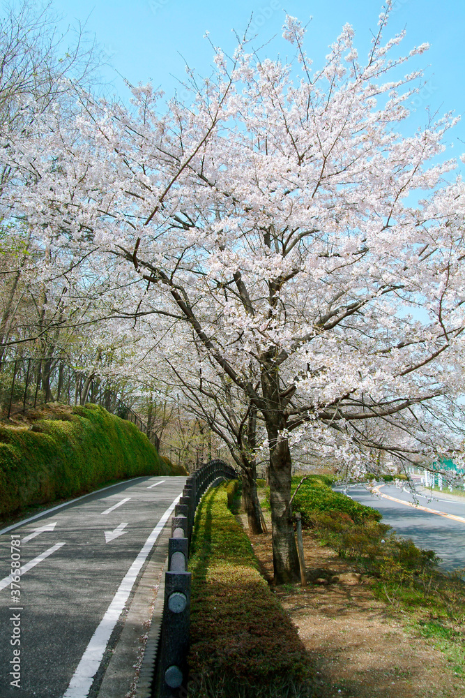 Fototapeta premium 多摩湖自転車道（多摩湖周辺）