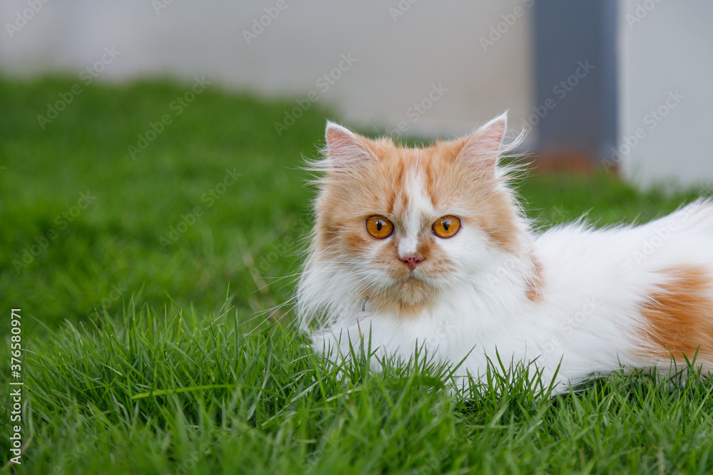 Hand of children feeding green grass to the Persian cat on a grass field, for pet herbal natural medical and organic concept, selective focus shallow depth of field