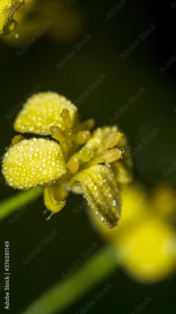 Dew covered yellow flower macro photo Dew covered yellow flower macro photo