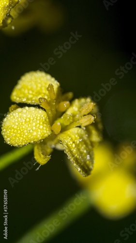 Dew covered yellow flower macro photo