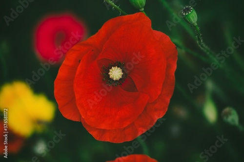 Red poppy flower closeup photo on colorful background