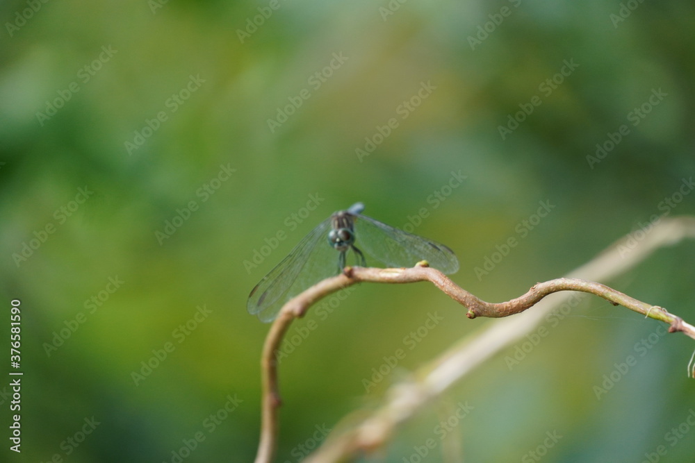 Dragonfly in a Park on Merrimack river  in Lowell Massachusetts 