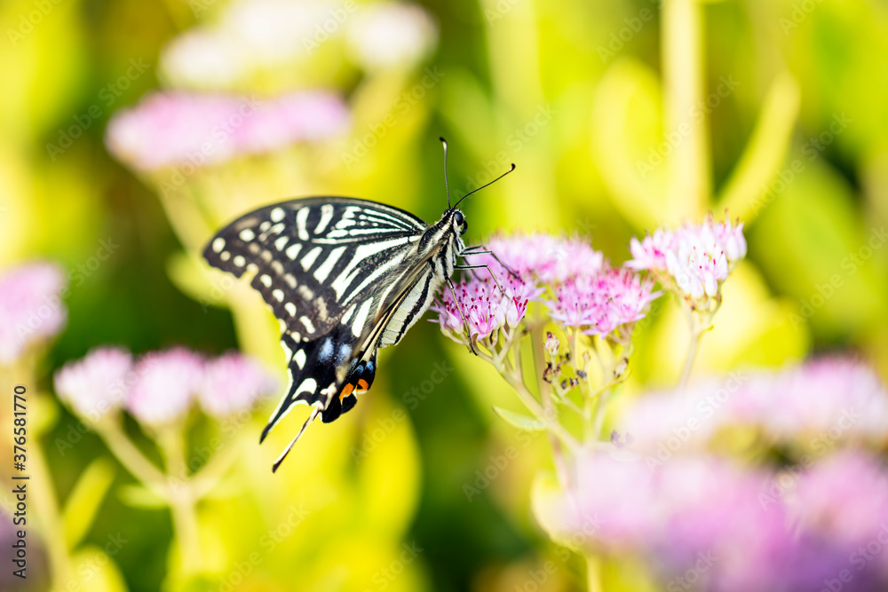 Naklejka premium Papilio xuthus Linnaeus,Butterfly is on a flower