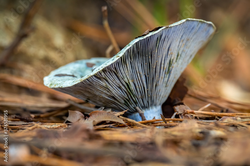 An Indigo Milk Cap grows in the forest. Raleigh, North Carolina.