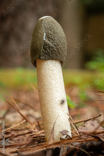 A Ravenel's Stinkhorn(Phallus Ravenelii), a phallic shaped odorous mushroom, growing from mulch. North Carolina. photo