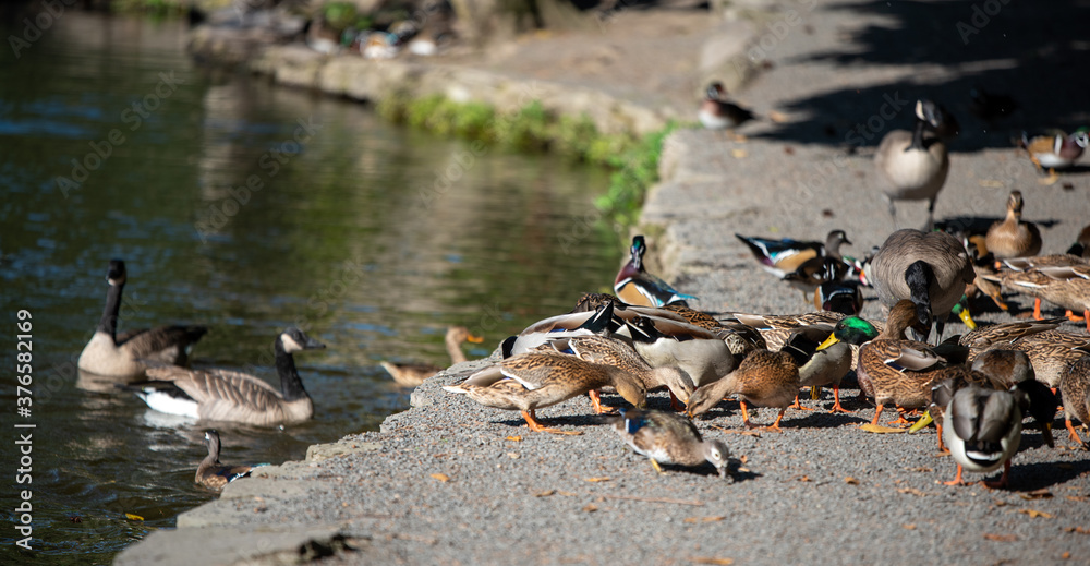 Obraz premium ducks on the water 