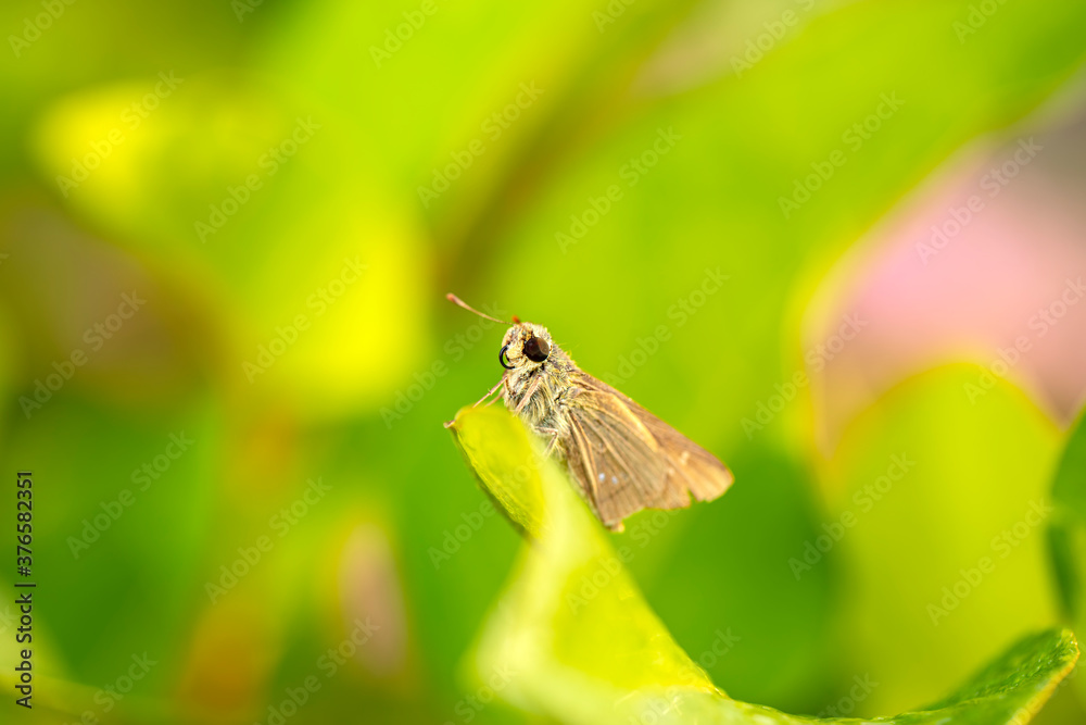 Parnara guttata Bremeret Grey, Rice skipper butterfly