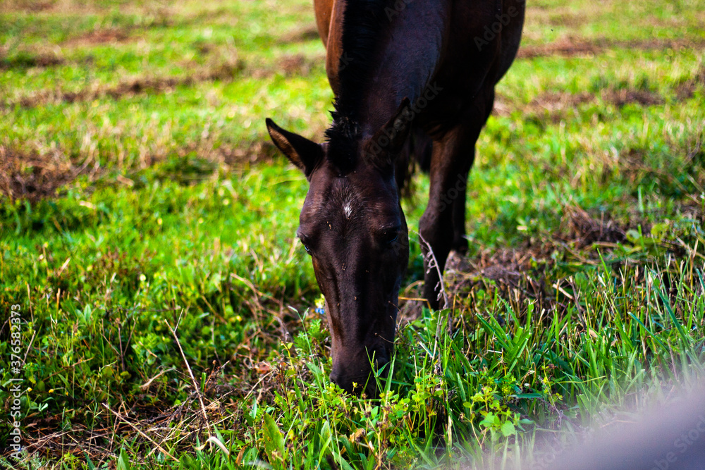 Cavalos e cavalinhos pastando ao entardecer no campo Cavalos e cavalinhos pastando ao entardecer no campo