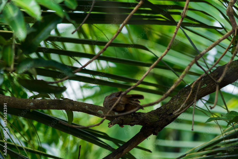 Yellow billed babbler