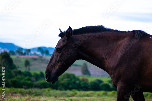 Fototapeta Naklejka Na Ścianę i Meble -  Cavalos e cavalinhos pastando ao entardecer no campo