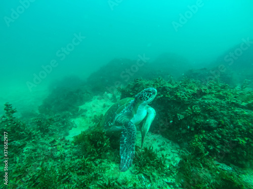 sea turtle  © Ana