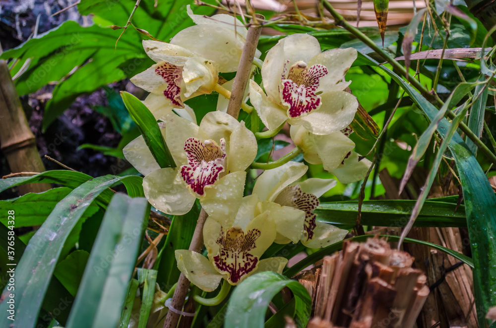 Obraz premium Flowers Orchid