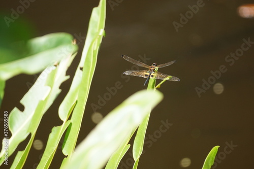 Dragofly ready to take off photo