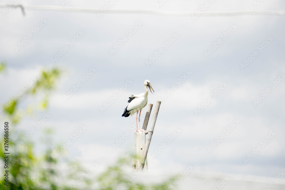 Fototapeta premium Bird perched at the electric pole