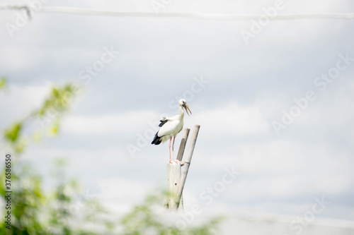 Bird perched at the electric pole