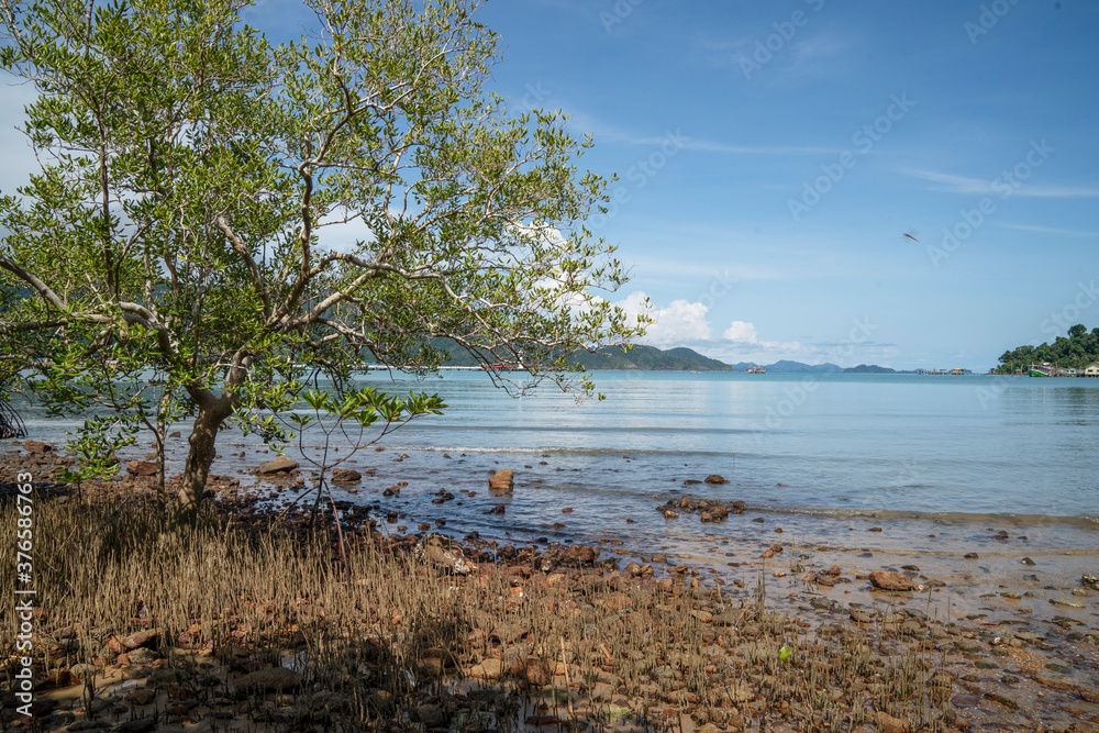 Red Mangrove tree at sea shore during day time with blue sea at Chang Island, Trat, Thailand