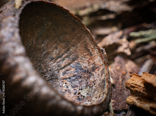 Macro closeup of the top of an acorn on a forest floor