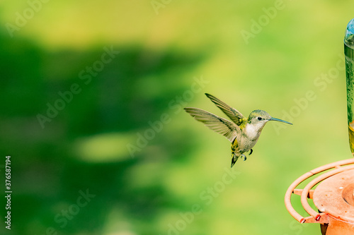 hummingbird in flight © Julia