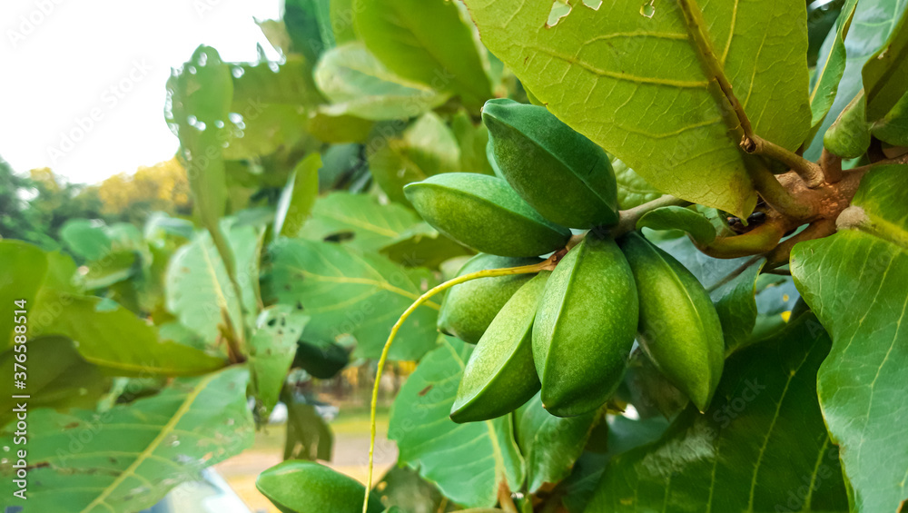 Terminalia catappa Seeds. Tropical almond fruits. Stock Photo | Adobe Stock
